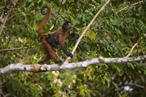 Howler: Mantled Howler Monkey - Mantled Howler Monkey with