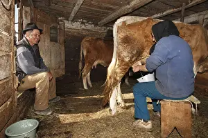 Headdress: Manual milking Apuseni Mountains Romania