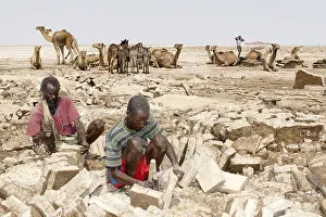 Dromedary: Manufacturing brick salt Lake Karoum Danakil Depression