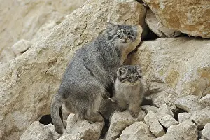 Predatory Cats: Manul or Pallas cat (Otocolobus manul)