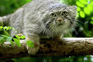 Pallass: MANUL OR PALLAS'S CAT (otocolobus manul), ADULT ON BRANCH