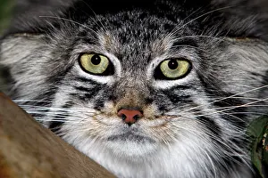 Eyesight: MANUL OR PALLAS'S CAT (otocolobus manul), HEAD CLOSE-UP