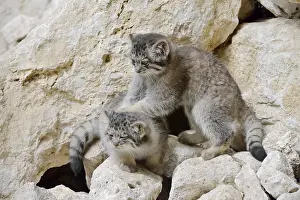 Plays: Manul or Pallas's cat (Otocolobus manul)