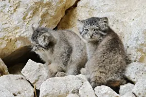Predatory Cats: Manul or Pallas's cat (Otocolobus manul)