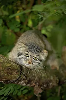 Pallass: Manul or Pallas's Cat (otocolobus manul), Adult