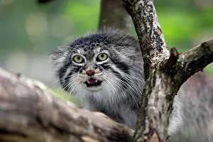 Pallass: Manul or Pallas's Cat (otocolobus manul), Adult