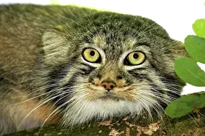 Eyesight: MANUL OR PALLAS'S CAT (otocolobus manul), HEAD OF ADULT