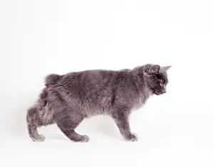 MANX CAT - Blue Cymric