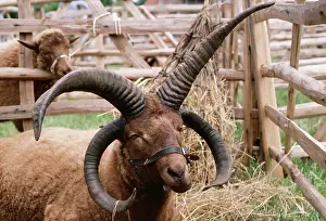 Manx: MANX LOGHTAN SHEEP