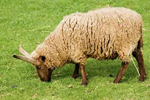 Manx: Manx Loghtan sheep - grazing