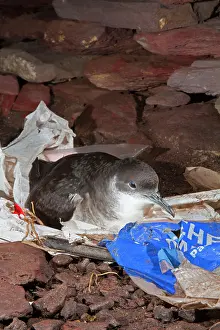 Manx: Manx Shearwater