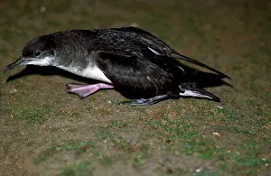 D. W. Greenslade: Manx Shearwater