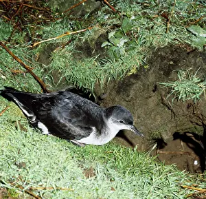 Manx: MANX SHEARWATER - At burrow entrance
