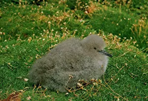 Manx: Manx Shearwater - Chick