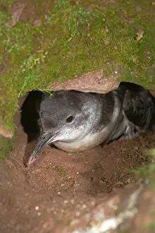 Manx: Manx Shearwater - at the entrance to its burrow