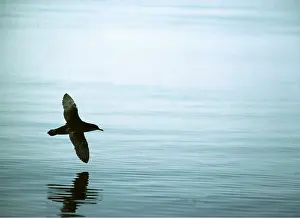Elizabeth Bomford: MANX SHEARWATER IN FLIGHT