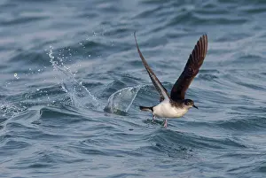 Shearwater: Manx Shearwater - in flight - running on the sea