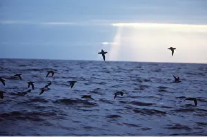 Manx: MANX SHEARWATER - Flight over sea