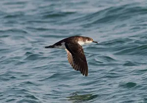 Shearwater: Manx Shearwater - in flight over the sea