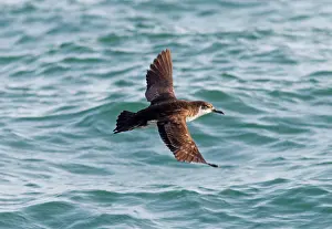 Shearwater: Manx Shearwater - in flight over the sea
