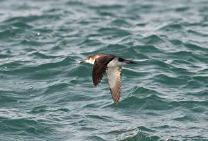 Shearwater: Manx Shearwater - in flight over the sea