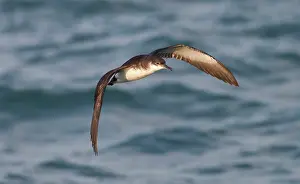 Shearwater: Manx Shearwater - in flight over the sea