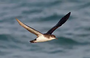 Shearwater: Manx Shearwater - in flight over the sea