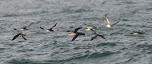Shearwater: Manx Shearwater - in flight over the sea