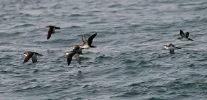 Shearwater: Manx Shearwater - in flight over the sea