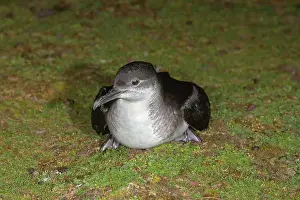 Manx: Manx Shearwater - on the ground