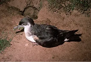 Nancy Jennings: MANX SHEARWATER - on ground