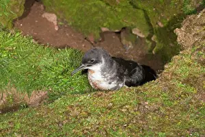 Manx: Manx Shearwater - outside nest burrow