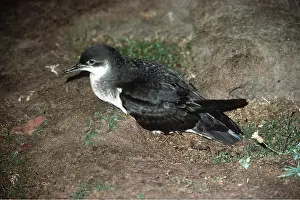 Nancy Jennings: MANX SHEARWATER - Sitting on ground