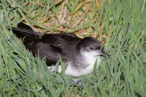 Manx: Manx Shearwater - Skomer
