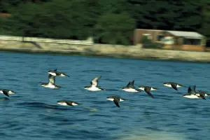 Manx: MANX SHEARWATERS - DIVING