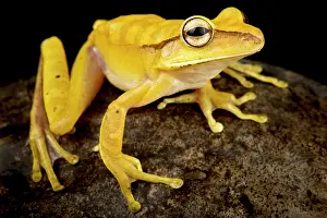 Treefrog: many-banded tree frog (Boana multifasciata), on