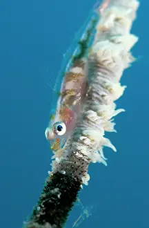 Mossambica: Goby