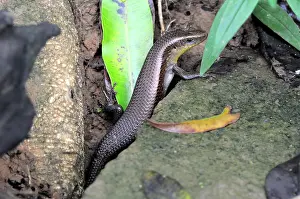 Mabuya: Many-Lined Sun Skink