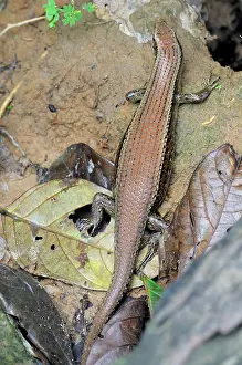 Mabuya: Many-Lined Sun Skink