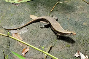 Mabuya: Many-Lined Sun Skink