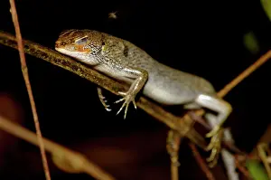 Skinks: A Many-lined Sun Skink (?) sleeps at night on a