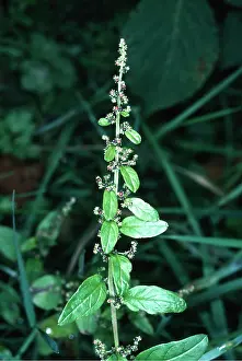 Goosefoot: MANY-SEEDED GOOSEFOOT