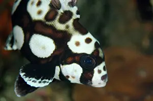 Sweetlips: Many-spotted Sweetlips - Juvenile