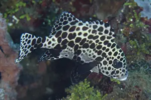Sweetlips: Many-spotted Sweetlips - Juvenile - Bianca dive