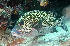Strait: Many-spotted Sweetlips - Sardine Reef dive site