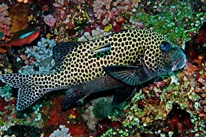 Sweetlips: Many-spotted Sweetlips - with Striped Cleaner Wrasse