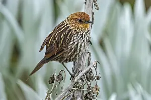 Paramo: Many-striped Canastero (Asthenes flammulata) Los