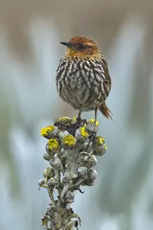 110119: Many-striped Canastero (Asthenes flammulata) Los