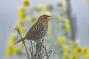 110119: Many-striped Canastero (Asthenes flammulata) Los