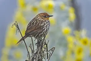 110119: Many-striped Canastero (Asthenes flammulata) Los